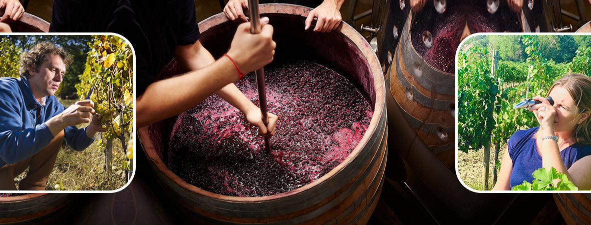 What are the benefits and risks with the use of sulphur dioxide in winemaking