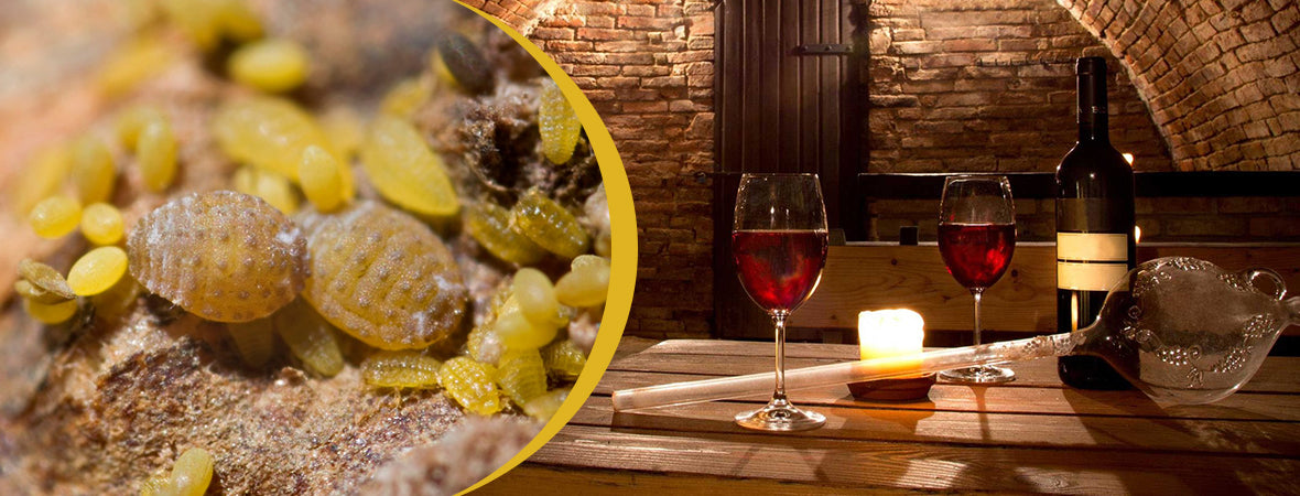 Great French Wine Blight (Phylloxera epidemic)