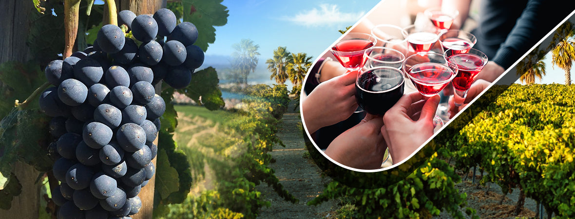 Shiraz Syrah Whats in a Name