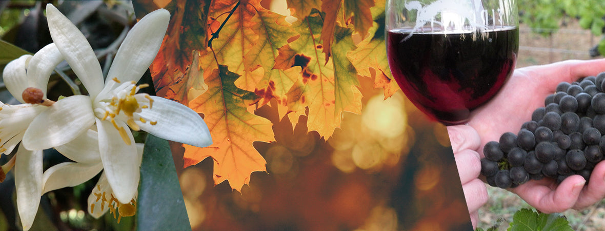 The Best Wines for Fall