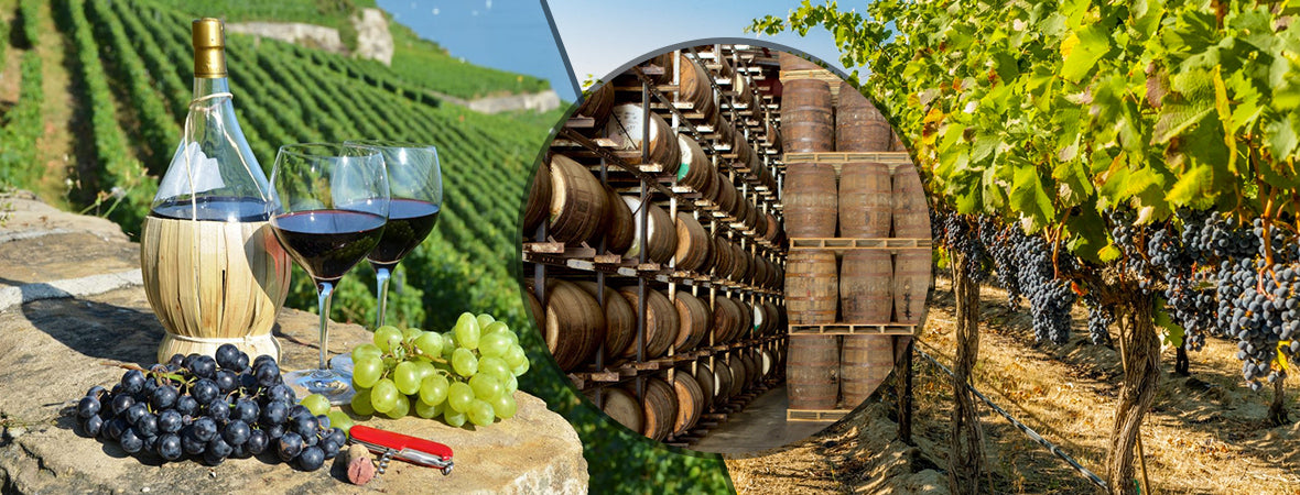 What’s the difference between a Winery and a Vineyard?
